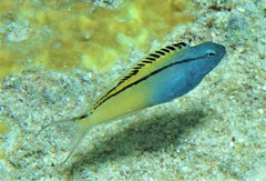 Blackline Fangblenny photo 4