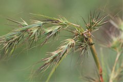 Themeda quadrivalvis