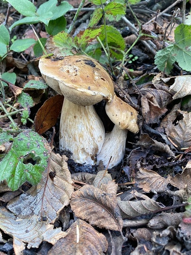 Boletus edulis (Photo 2 of 11)