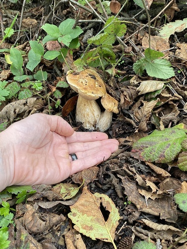Boletus edulis (Photo 3 of 11)