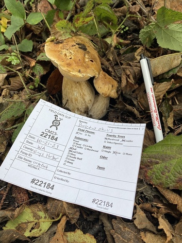 Boletus edulis (Photo 4 of 11)