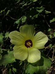 Hibiscus calyphyllus