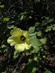 Hibiscus calyphyllus