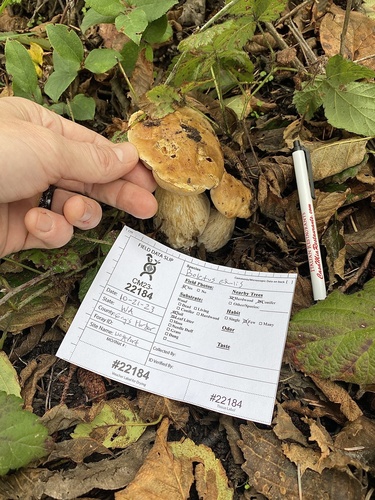 Boletus edulis (Photo 5 of 11)