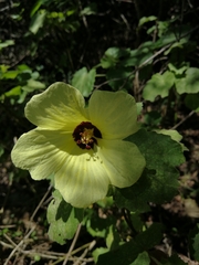 Hibiscus calyphyllus