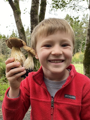 Boletus edulis (Photo 6 of 11)
