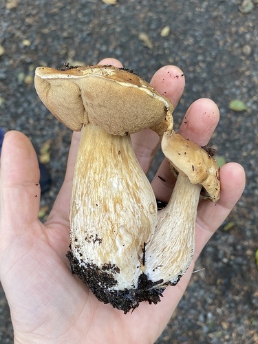 Boletus edulis (Photo 7 of 11)