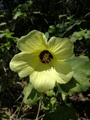 Hibiscus calyphyllus