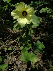 Hibiscus calyphyllus