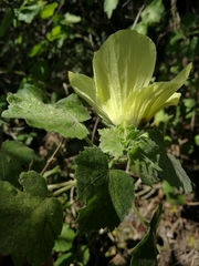 Hibiscus calyphyllus