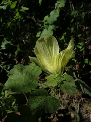 Hibiscus calyphyllus