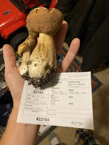 Boletus edulis (Photo 8 of 11)