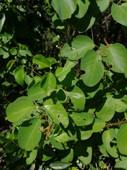 Helinus integrifolius