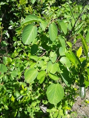 Helinus integrifolius