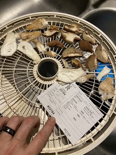 Boletus edulis (Photo 10 of 11)