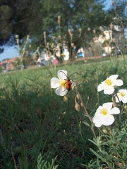 Stictoleptura cordigera