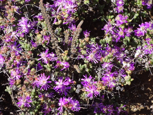 Ruschia spinosa, photograph 6