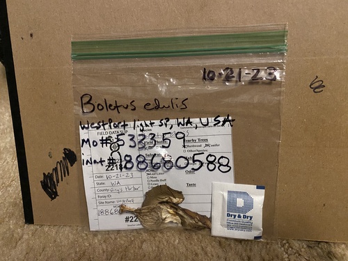 Boletus edulis (Photo 11 of 11)