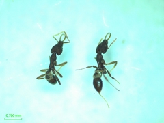 Strumigenys solifontis