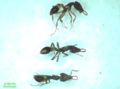 Strumigenys solifontis