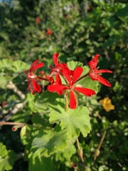 Pelargonium inquinans