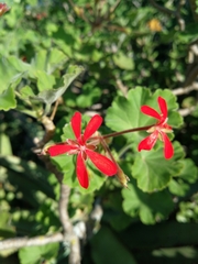 Pelargonium inquinans