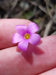 Oxalis stellata