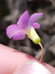 Oxalis stellata