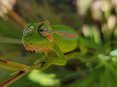 Bradypodion pumilum