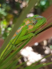 Bradypodion pumilum