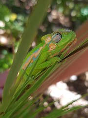 Bradypodion pumilum
