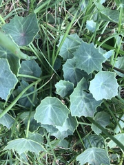 Senecio oxyriifolius