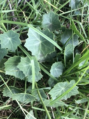 Senecio oxyriifolius