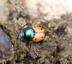 Helictopleurus quadripunctatus