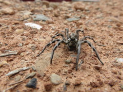 Lycosa hispanica