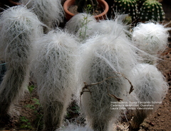 Cephalocereus senilis