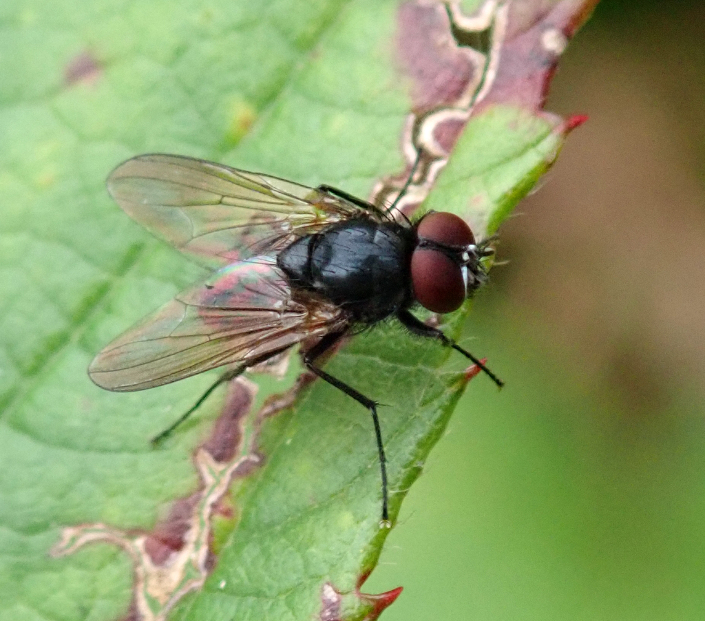 Black Dump Flies From Poynton, Stockport, Uk On September 27, 2023 At 