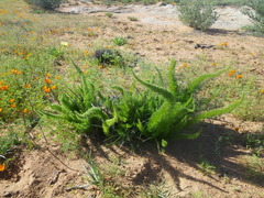 Asparagus juniperoides