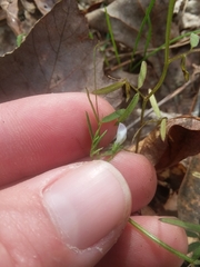 Vicia minutiflora