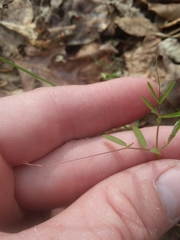 Vicia minutiflora