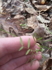 Vicia minutiflora