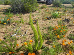 Asparagus juniperoides