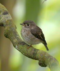 Pacific Robin photo 2