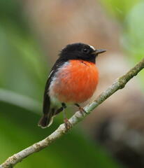 Pacific Robin photo 3