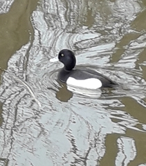 Aythya fuligula