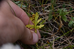 Botrychium lanceolatum image