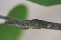 Langaha madagascariensis