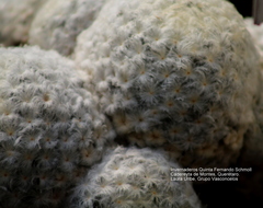 Mammillaria plumosa