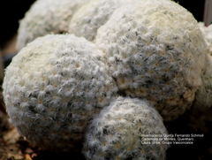 Mammillaria plumosa