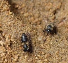 Apis mellifera unicolor